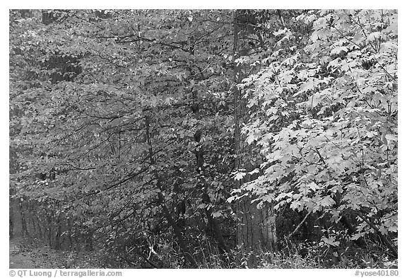 Dogwood and bigleaf Maple in autumn foliage. Yosemite National Park, California, USA.