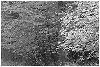 Dogwood and bigleaf Maple in autumn foliage. Yosemite National Park, California, USA. (black and white)