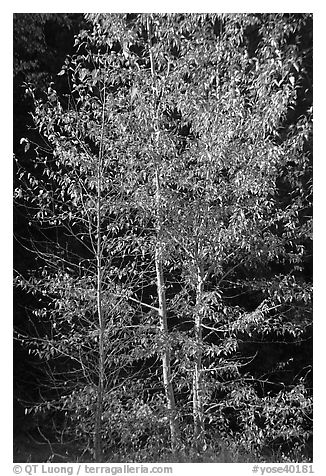 Backlit aspen. Yosemite National Park (black and white)