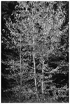Backlit aspen. Yosemite National Park ( black and white)