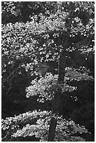 Backlit tree with autum leaves. Yosemite National Park ( black and white)