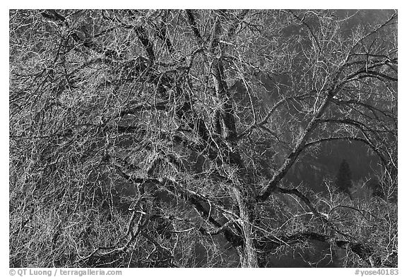 Elm tree and cliffs, morning. Yosemite National Park (black and white)