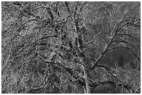 Elm tree and cliffs, morning. Yosemite National Park, California, USA. (black and white)