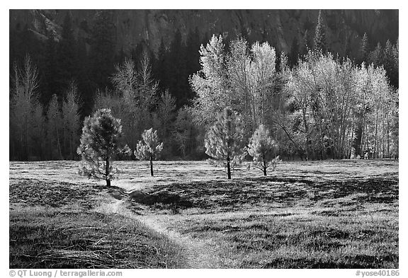 Trail in Sentinel Meadow in autumn. Yosemite National Park, California, USA.