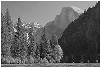 Half-Dome seen from Sentinel Meadow. Yosemite National Park, California, USA. (black and white)