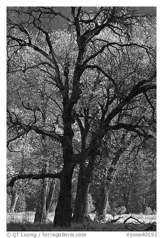 Oaks and sparse autum leaves, El Capitan Meadow. Yosemite National Park (black and white)