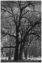 Oaks and sparse autum leaves, El Capitan Meadow. Yosemite National Park ( black and white)