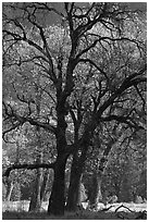 Oaks and sparse autum leaves, El Capitan Meadow. Yosemite National Park, California, USA. (black and white)