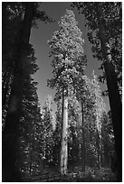 Mariposa Grove of sequoia trees. Yosemite National Park, California, USA. (black and white)