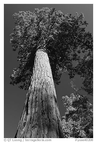 Towering sequoia tree, Mariposa Grove. Yosemite National Park (black and white)