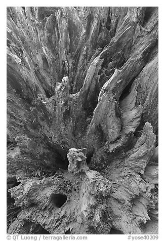 Roots of fallen sequoia tree, Mariposa Grove. Yosemite National Park, California, USA.