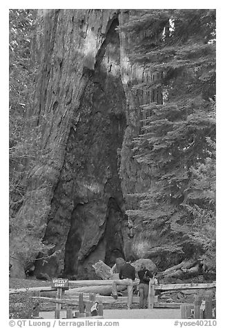 Couple at  base of  Grizzly Giant sequoia. Yosemite National Park (black and white)