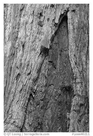 Bark detail of oldest tree in Mariposa Grove. Yosemite National Park (black and white)