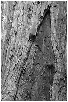 Bark detail of oldest tree in Mariposa Grove. Yosemite National Park, California, USA. (black and white)