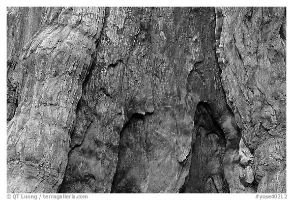 Fire scar on oldest sequoia in Mariposa Grove. Yosemite National Park (black and white)
