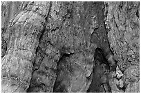 Fire scar on oldest sequoia in Mariposa Grove. Yosemite National Park, California, USA. (black and white)