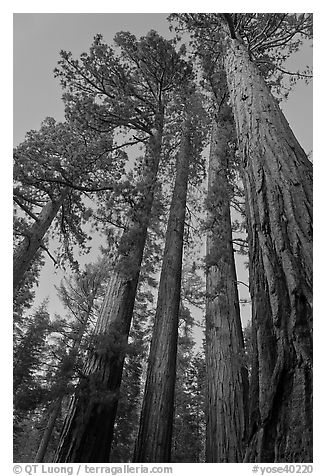 Sequoia trees at dusk, Mariposa Grove. Yosemite National Park (black and white)