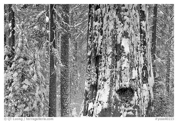 Giant Sequoia plastered with snow, Tuolumne Grove. Yosemite National Park, California, USA.