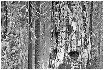 Giant Sequoia plastered with snow, Tuolumne Grove. Yosemite National Park, California, USA. (black and white)