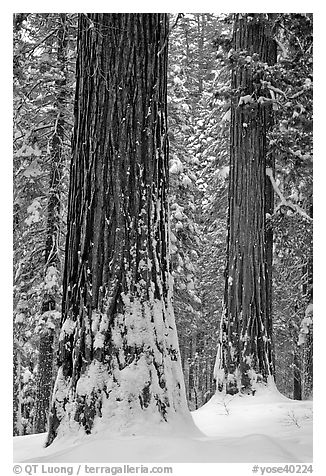 Sequoias and snowy trees, Tuolumne Grove. Yosemite National Park, California, USA.