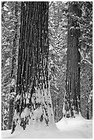 Sequoias and snowy trees, Tuolumne Grove. Yosemite National Park, California, USA. (black and white)