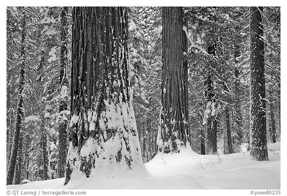 Tuolumne Grove of giant sequoias in winter. Yosemite National Park (black and white)