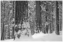 Tuolumne Grove of giant sequoias in winter. Yosemite National Park ( black and white)