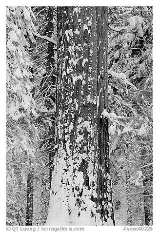 Sequoia trunk and snow-covered trees, Tuolumne Grove. Yosemite National Park, California, USA.