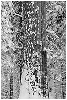 Sequoia trunk and snow-covered trees, Tuolumne Grove. Yosemite National Park ( black and white)