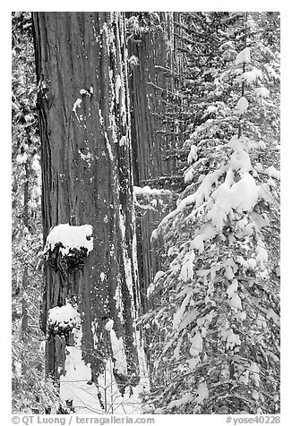 Giant Sequoias trees in winter, Tuolumne Grove. Yosemite National Park (black and white)