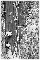 Giant Sequoias trees in winter, Tuolumne Grove. Yosemite National Park, California, USA. (black and white)