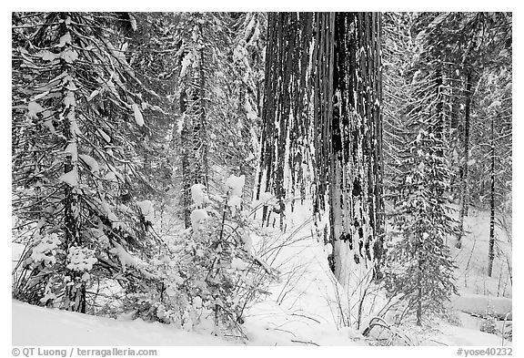 Sequoia forest in winter, Tuolumne Grove. Yosemite National Park, California, USA.