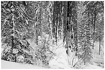 Sequoia forest in winter, Tuolumne Grove. Yosemite National Park ( black and white)