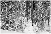 Sequoia forest in winter, Tuolumne Grove. Yosemite National Park, California, USA. (black and white)