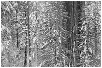 Wintry forest with sequoias and conifers, Tuolumne Grove. Yosemite National Park, California, USA. (black and white)