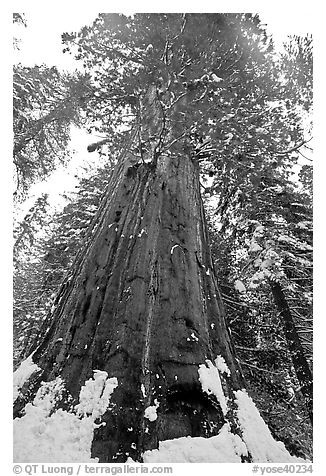 Giant sequoia seen from the base with fresh snow, Tuolumne Grove. Yosemite National Park (black and white)
