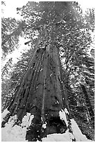 Giant sequoia seen from the base with fresh snow, Tuolumne Grove. Yosemite National Park, California, USA. (black and white)