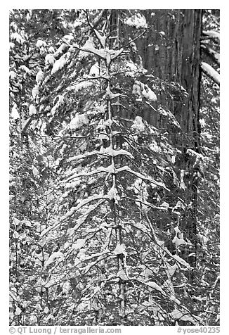 Tree branches and tree trunks with fresh snow, Tuolumne Grove. Yosemite National Park (black and white)