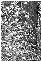 Tree branches and tree trunks with fresh snow, Tuolumne Grove. Yosemite National Park, California, USA. (black and white)