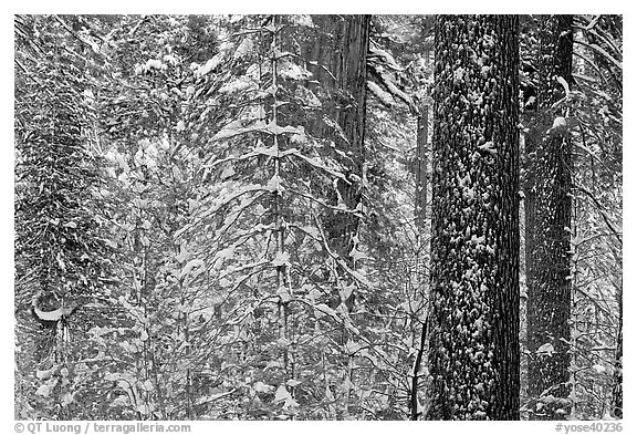 Snowy forest  and tree trunks, Tuolumne Grove. Yosemite National Park, California, USA.