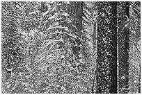 Snowy forest  and tree trunks, Tuolumne Grove. Yosemite National Park, California, USA. (black and white)