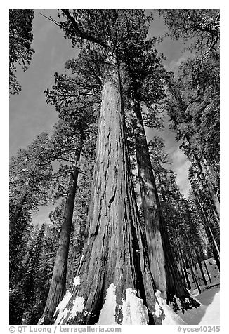 Sequoia tree named the Bachelor in winter. Yosemite National Park (black and white)