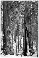 Clothespin Tree and another sequoia, Mariposa Grove. Yosemite National Park, California, USA. (black and white)