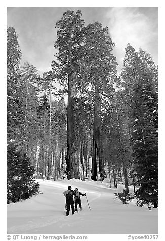 Skiing towards the Clothespin tree, Mariposa Grove. Yosemite National Park (black and white)