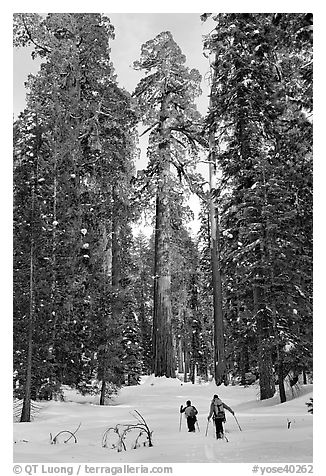 Backcountry skiiers and Giant Sequoia trees, Upper Mariposa Grove. Yosemite National Park, California, USA.