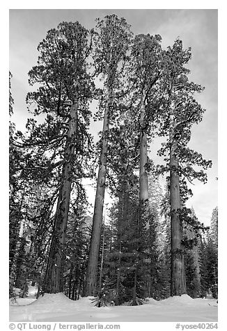 Upper Mariposa Grove in winter. Yosemite National Park, California, USA.