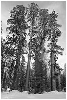 Upper Mariposa Grove in winter. Yosemite National Park, California, USA. (black and white)