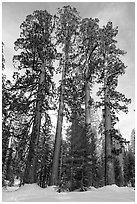 Upper Mariposa Grove in winter. Yosemite National Park, California, USA. (black and white)