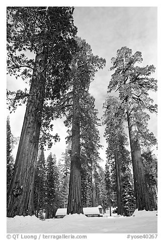 Upper Mariposa Grove and Mariposa Grove Museum in winter. Yosemite National Park, California, USA.