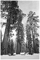 Upper Mariposa Grove and Mariposa Grove Museum in winter. Yosemite National Park, California, USA. (black and white)